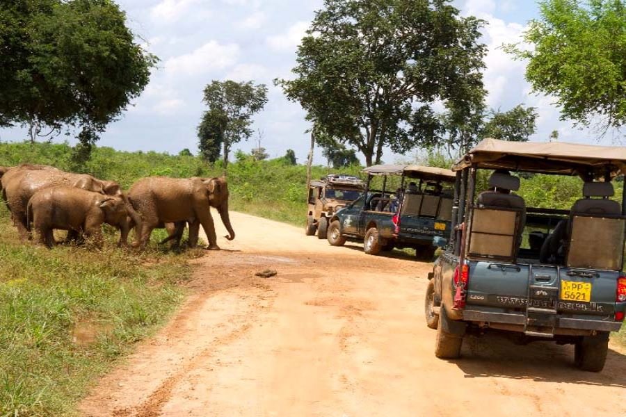 Jeep-Safari-in-Udawalawe-National-park